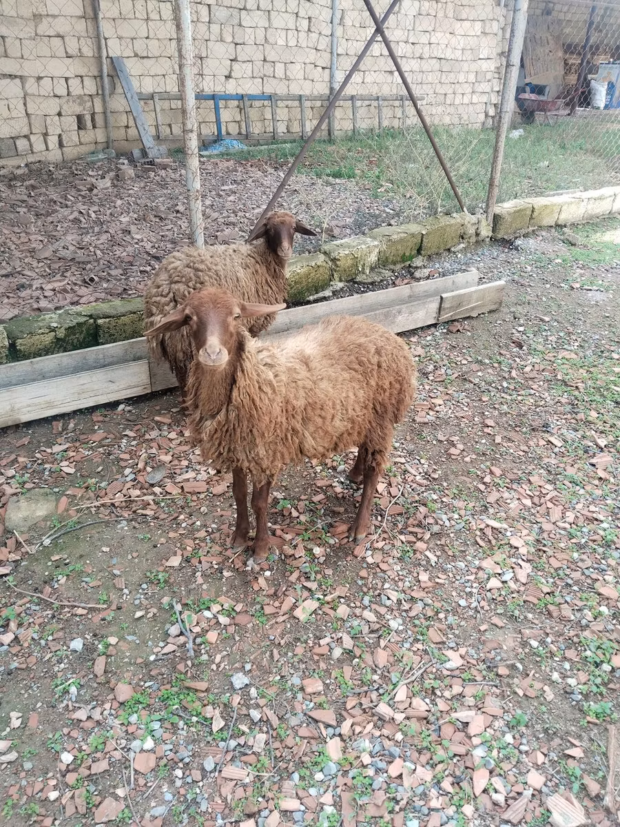 Daglıс sheep
