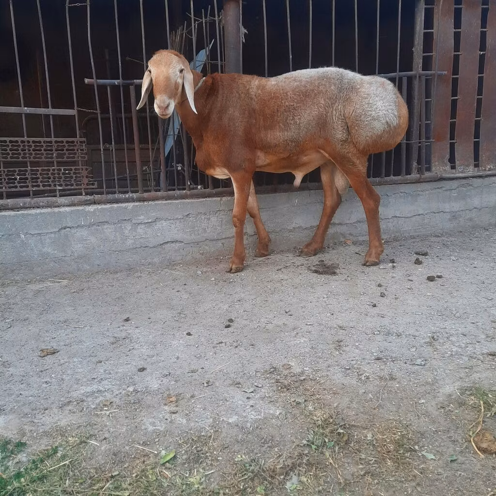 Saryarka sheep