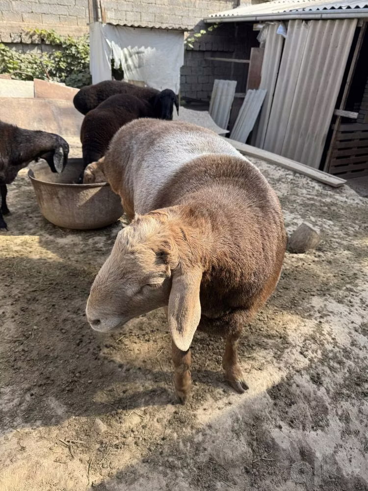 Arashan sheep