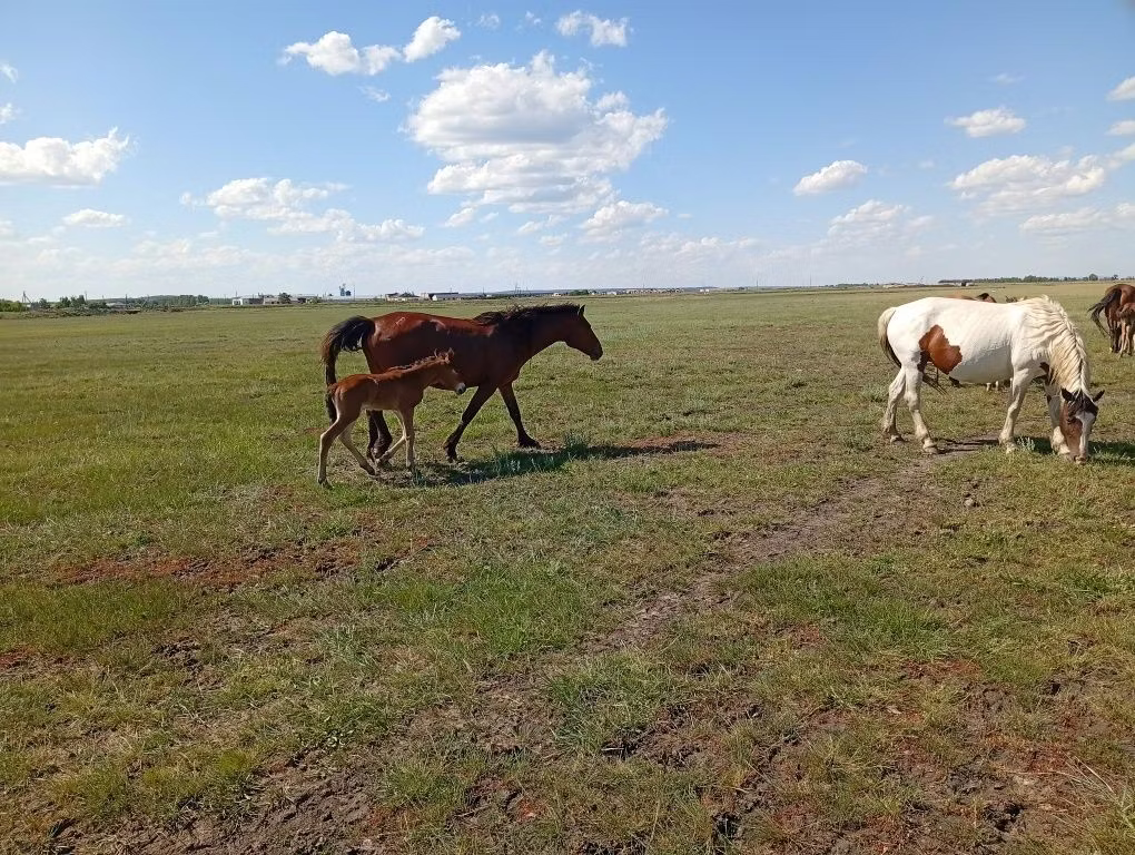 Kinsky horse