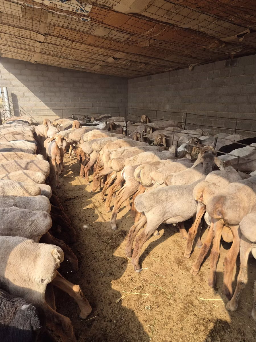 Arashan sheep