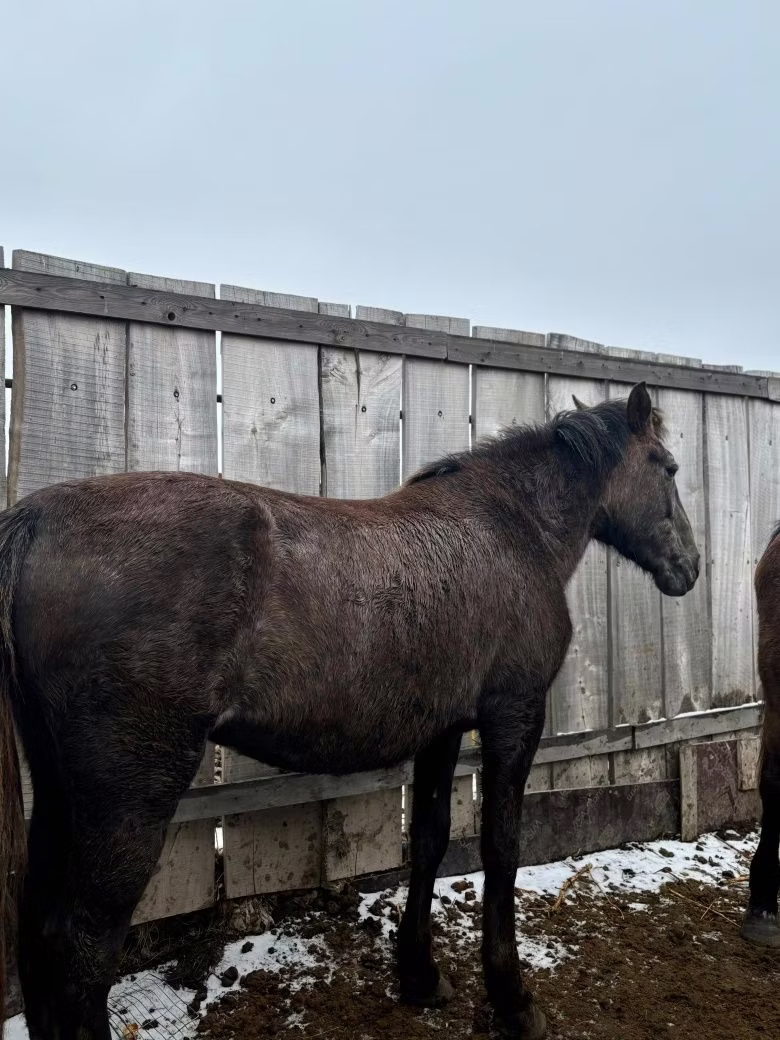 Horse breed