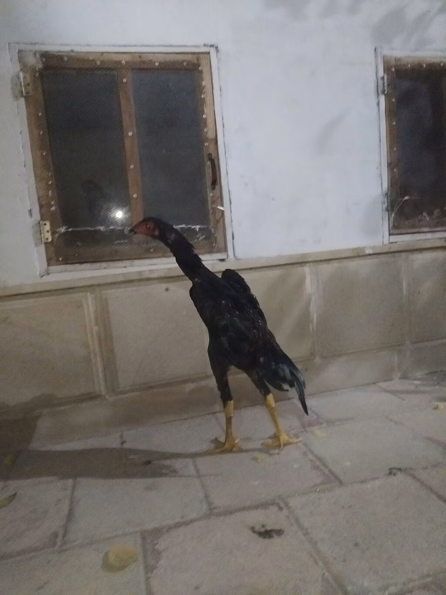 शामो चिकन्स