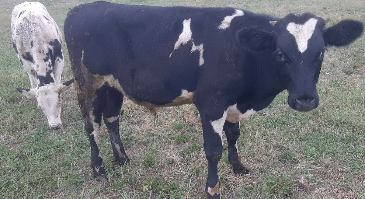 Rasa Holstein