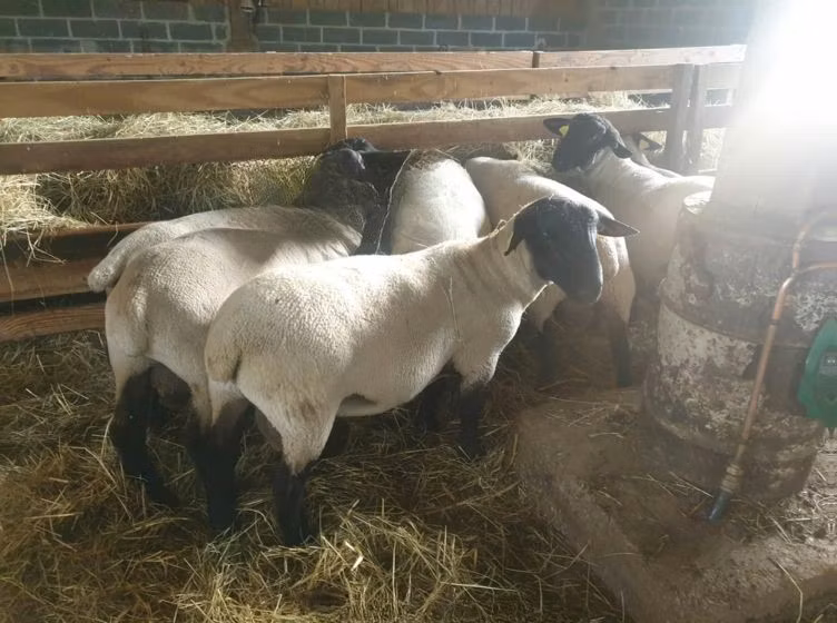 Baerchuke sheep