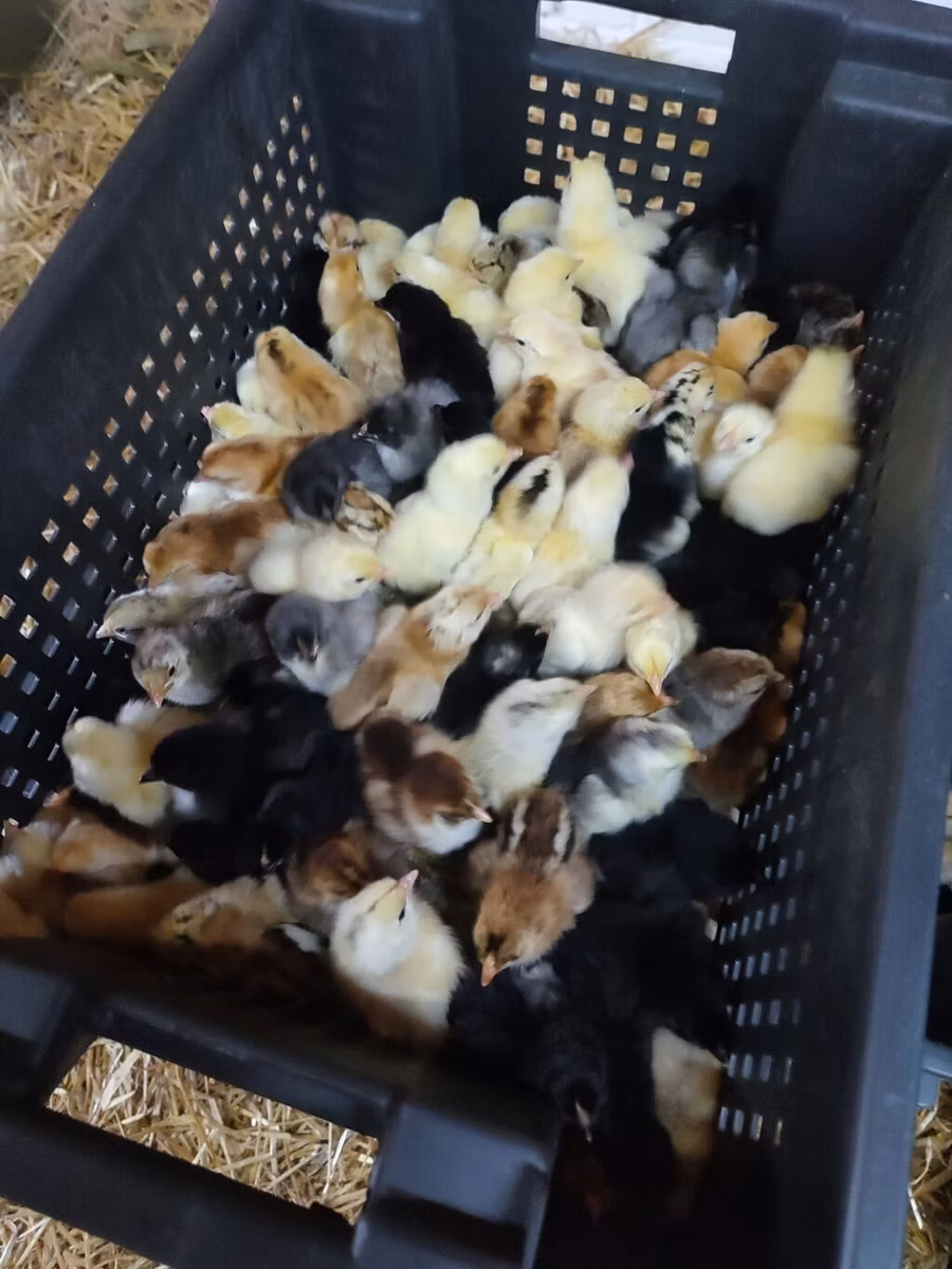 Chickens