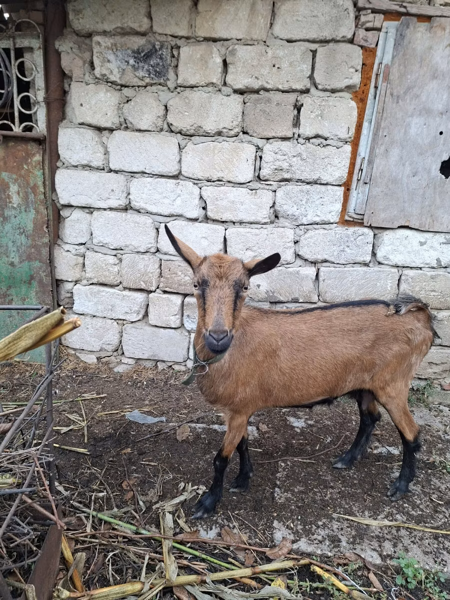 Italian Alpine goat