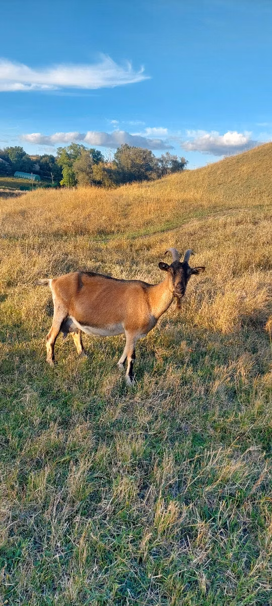 Alpine goat