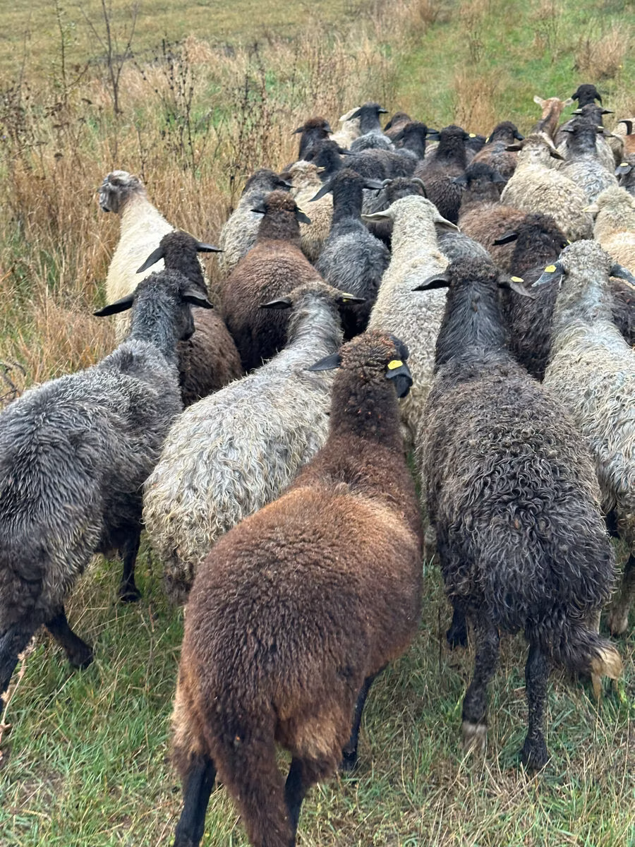 Bessarabian sheep