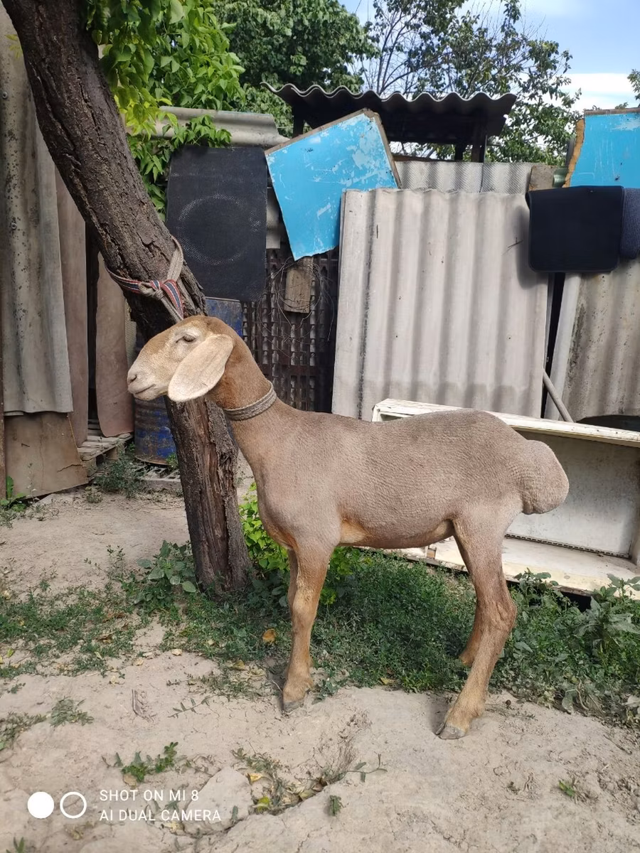 Edilbay sheep