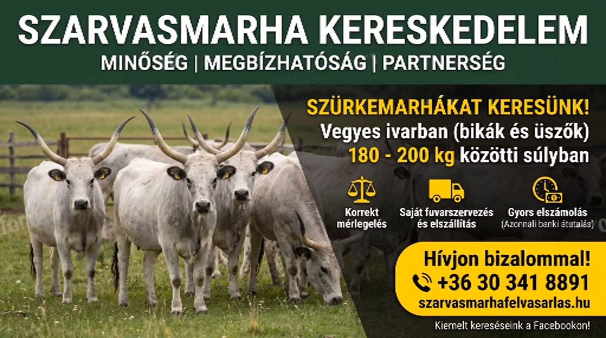 Украинская серая корова