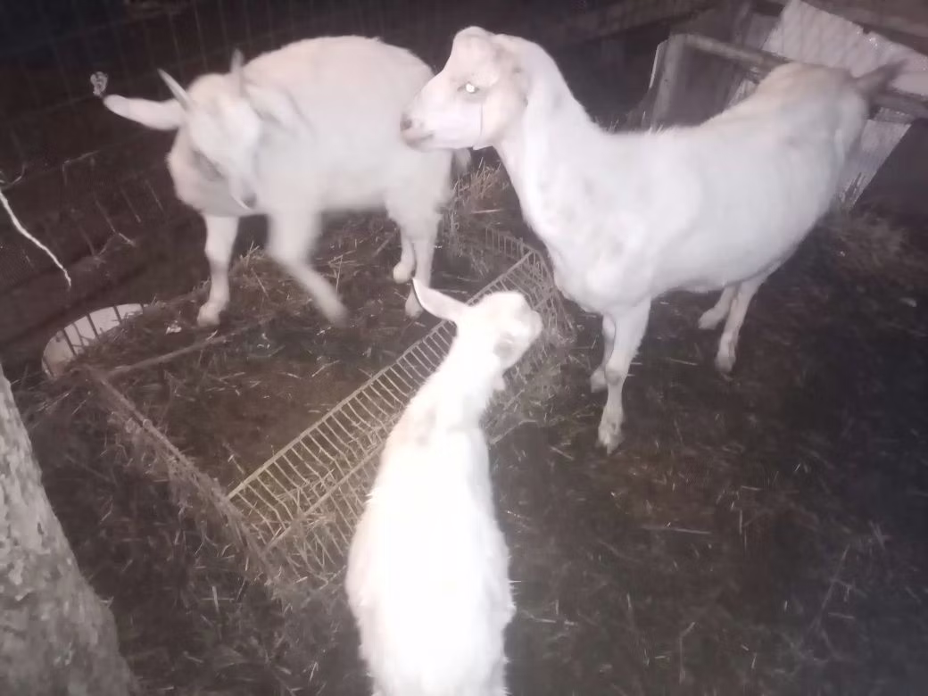 Damask goat
