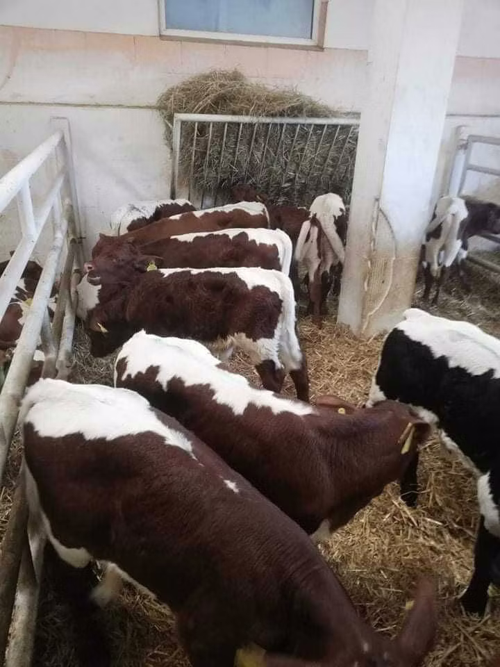 Limousin cow