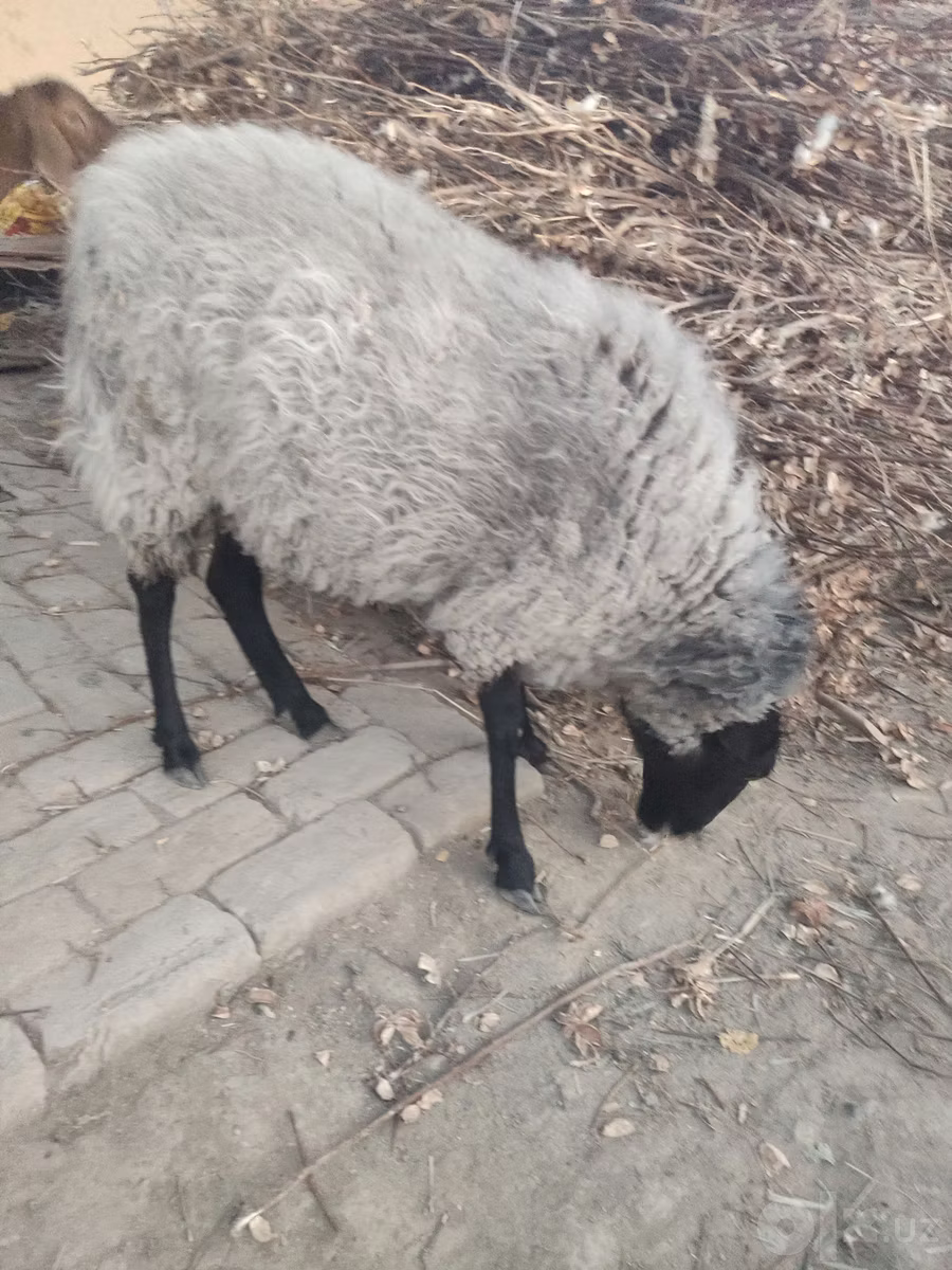 Romanov sheep