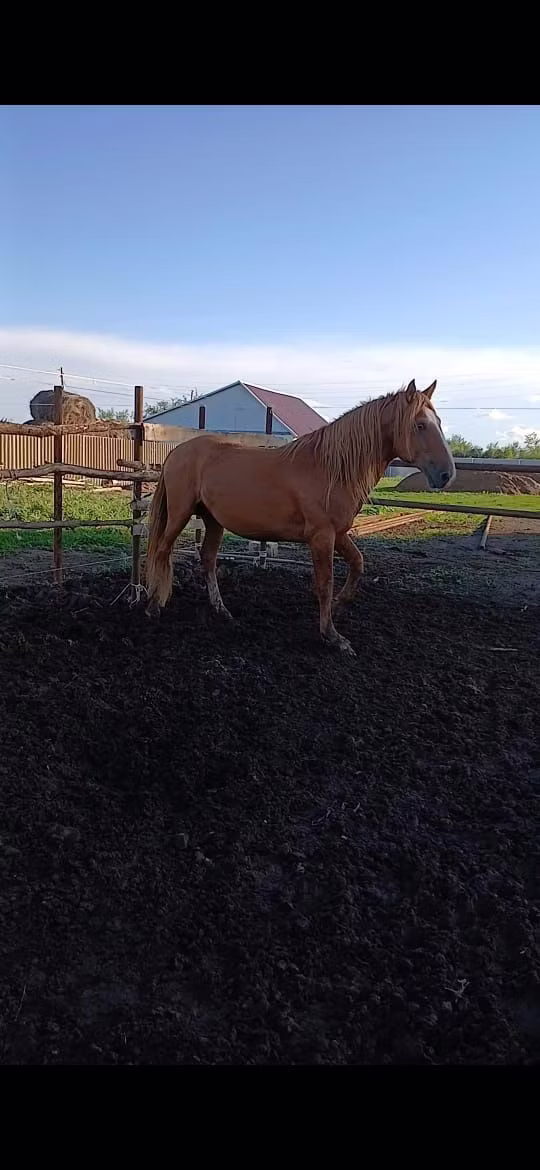 Kushum Horse