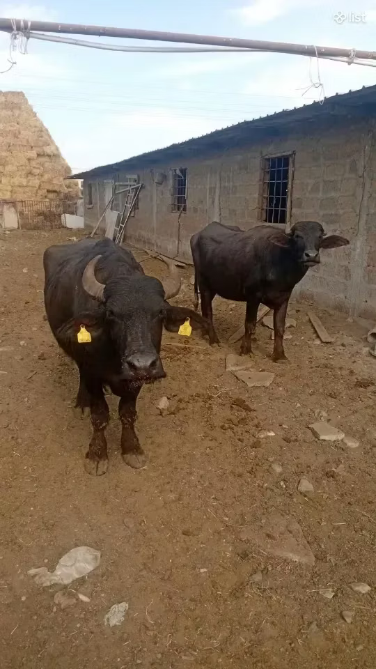 Afrikansk bøffel