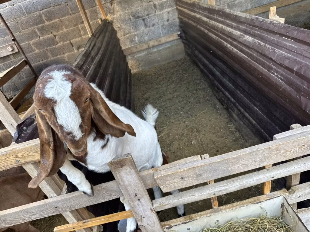 Beetal goats