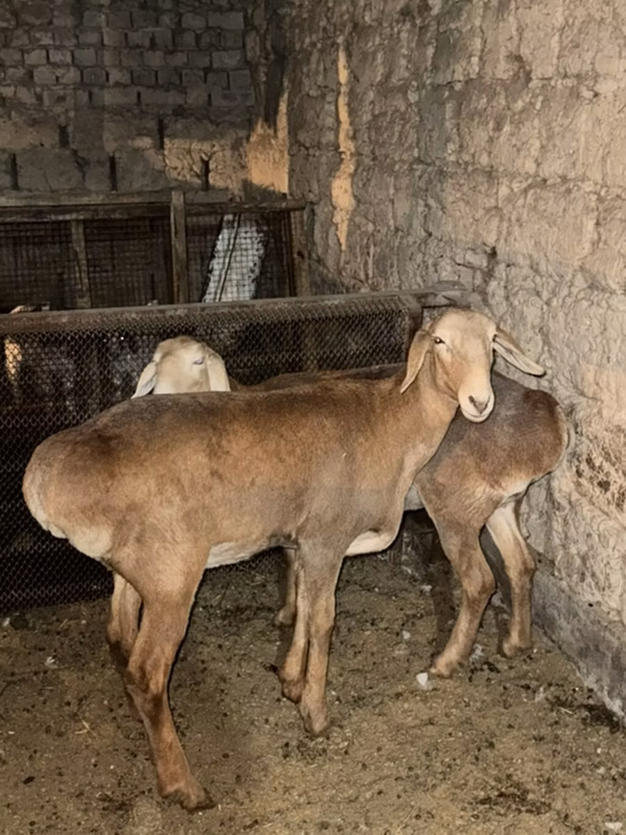 Saryarka sheep