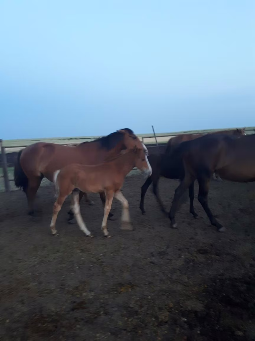 Klisna, Horse breed