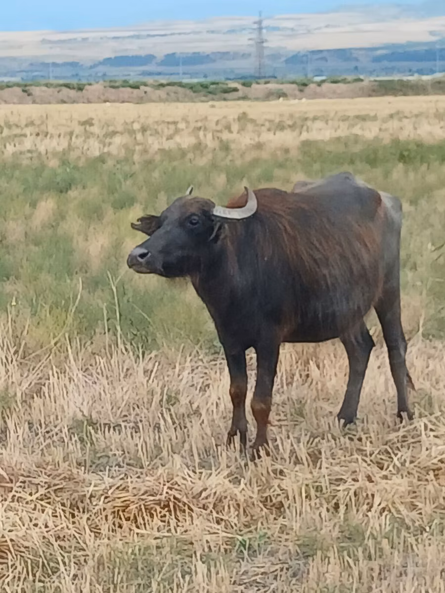 Afrikansk bøffel