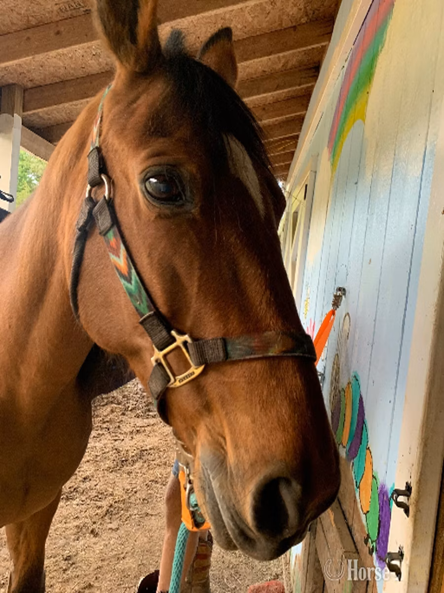 Tennessee Walking Horse