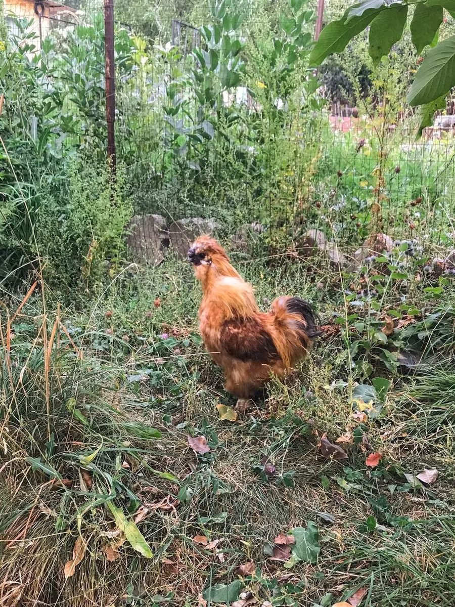 थाई गेम