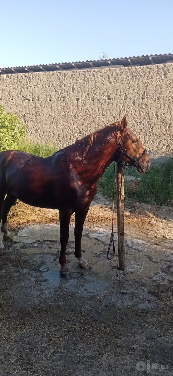 Karabakh horse
