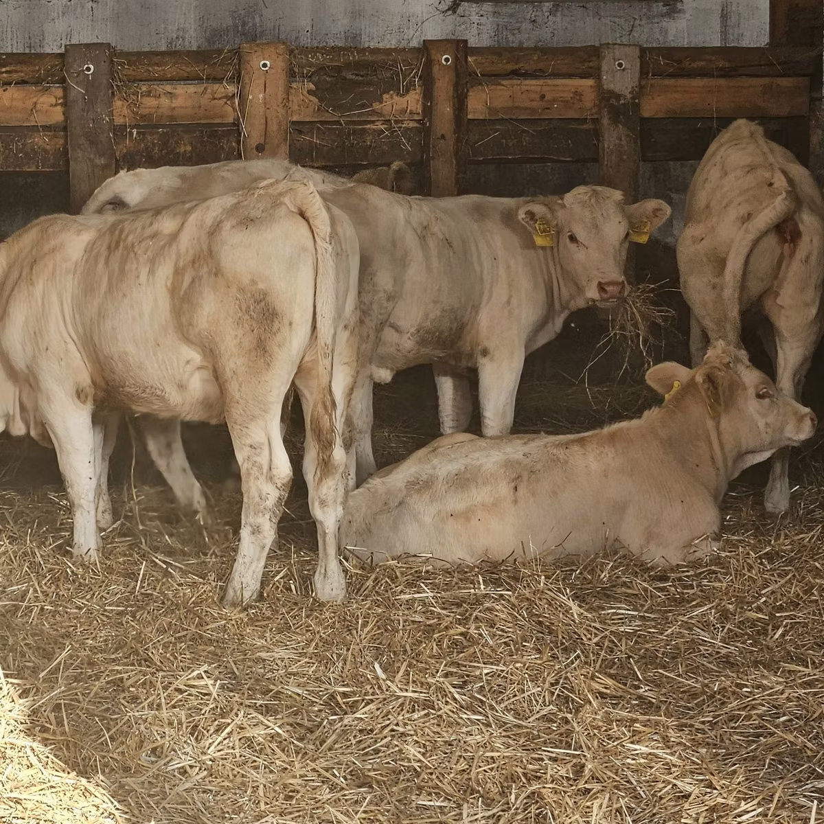 Charolais cattle