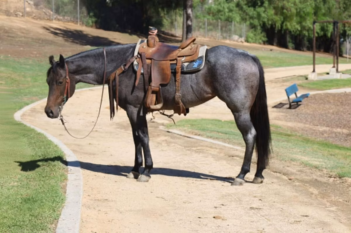 Quarter Horse