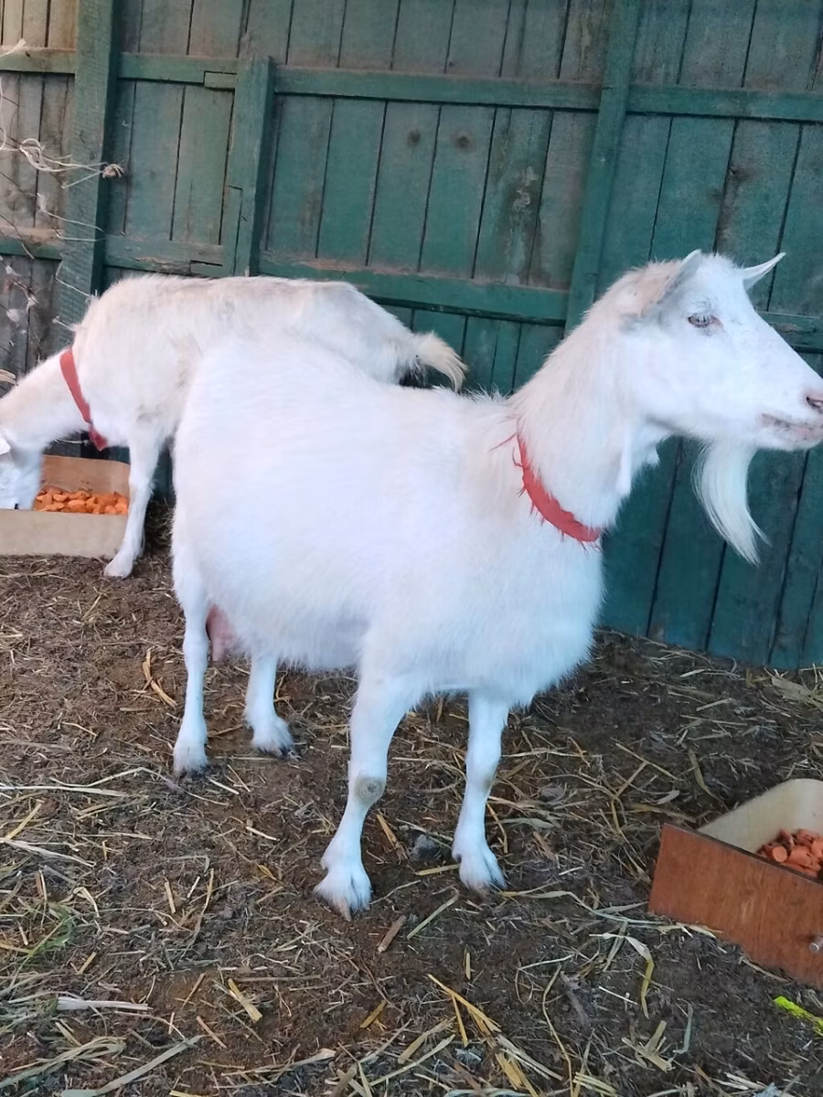 Pomellata goat