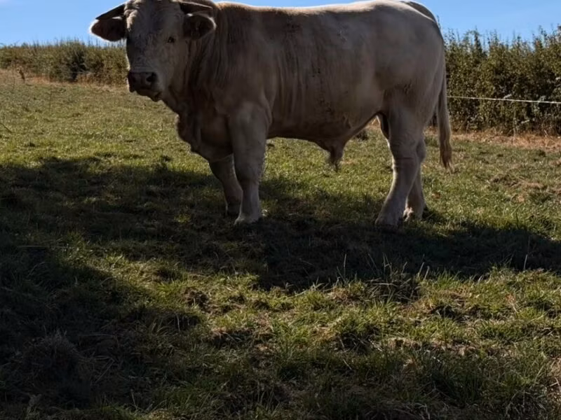 Razza bovina