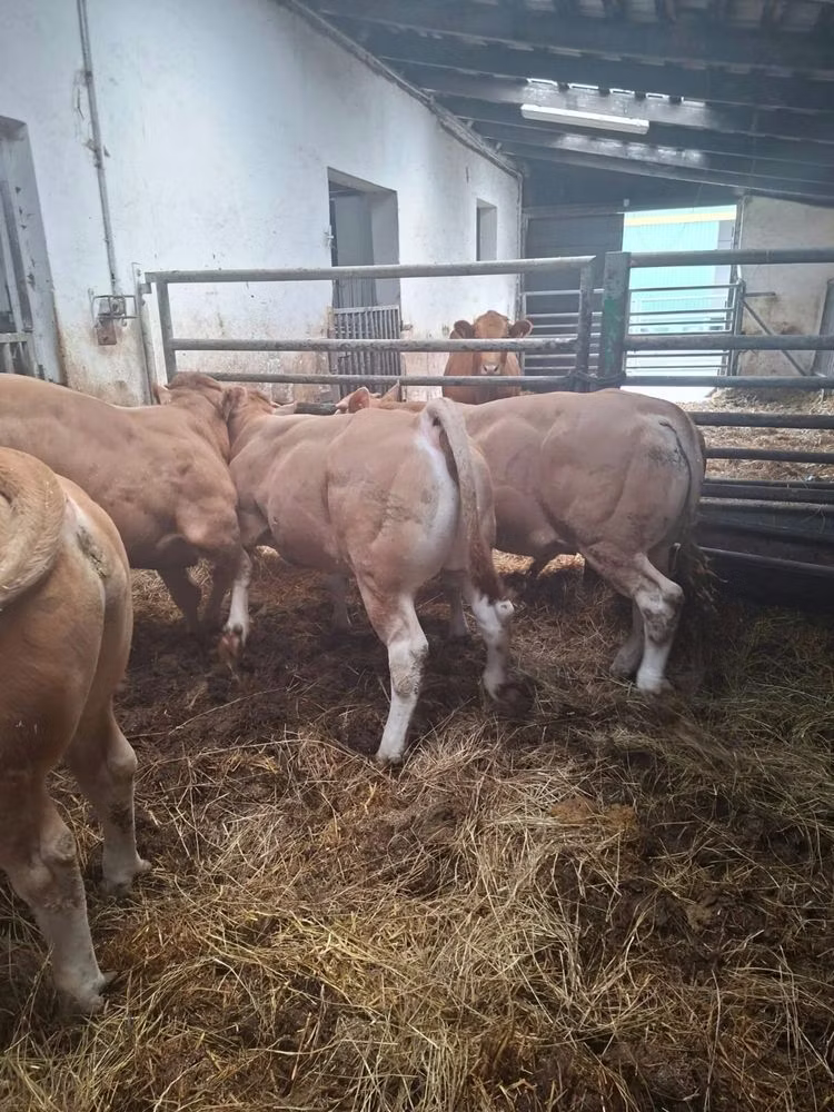 Blonde d’Aquitane cattle