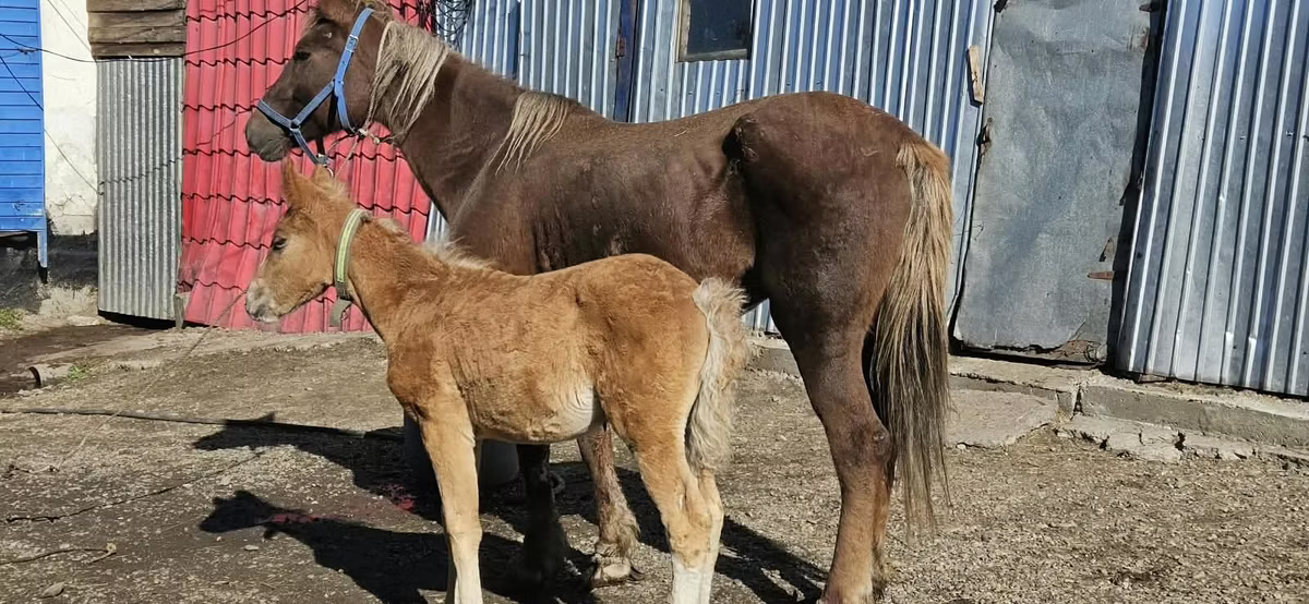Altai horse