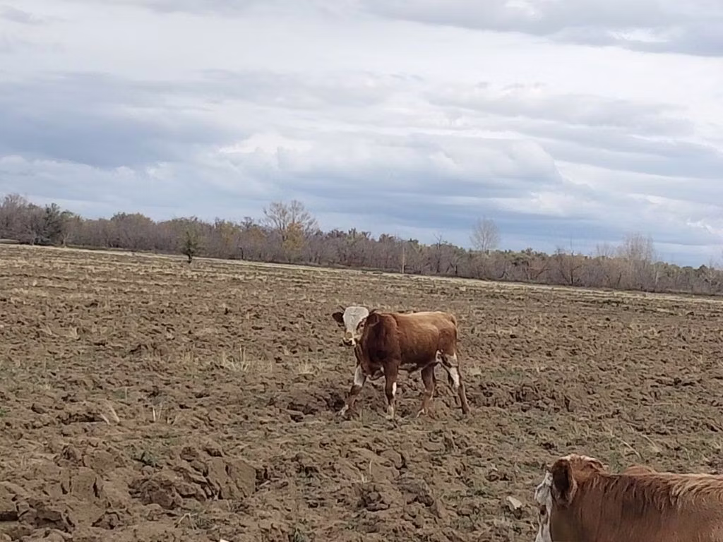 Simmental cattle