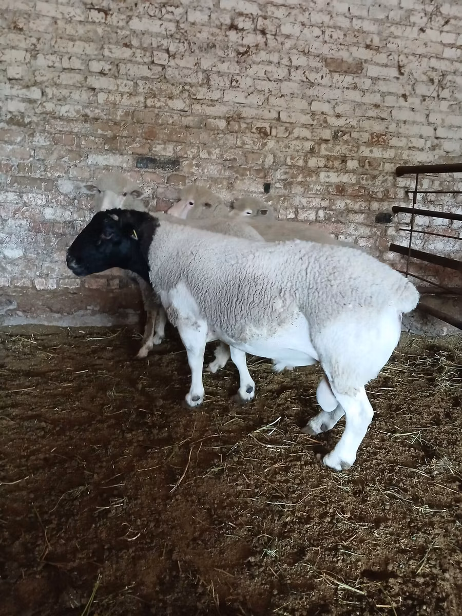 Dorper sheep