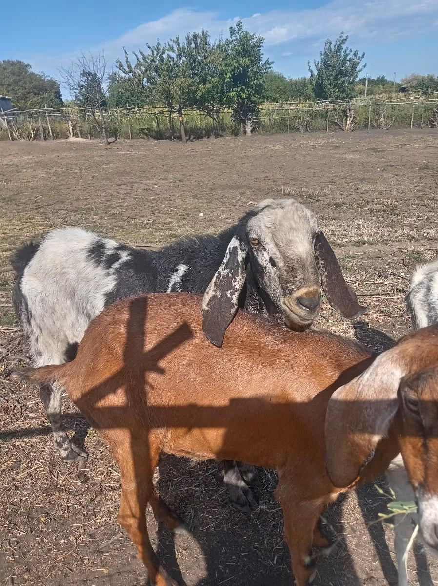 Nubian Goat