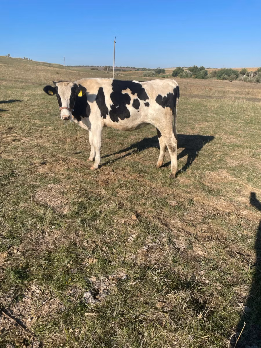 İnek, Russian Black pied cattle