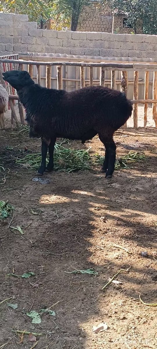 Hissar sheep