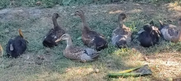 ایندین رانر