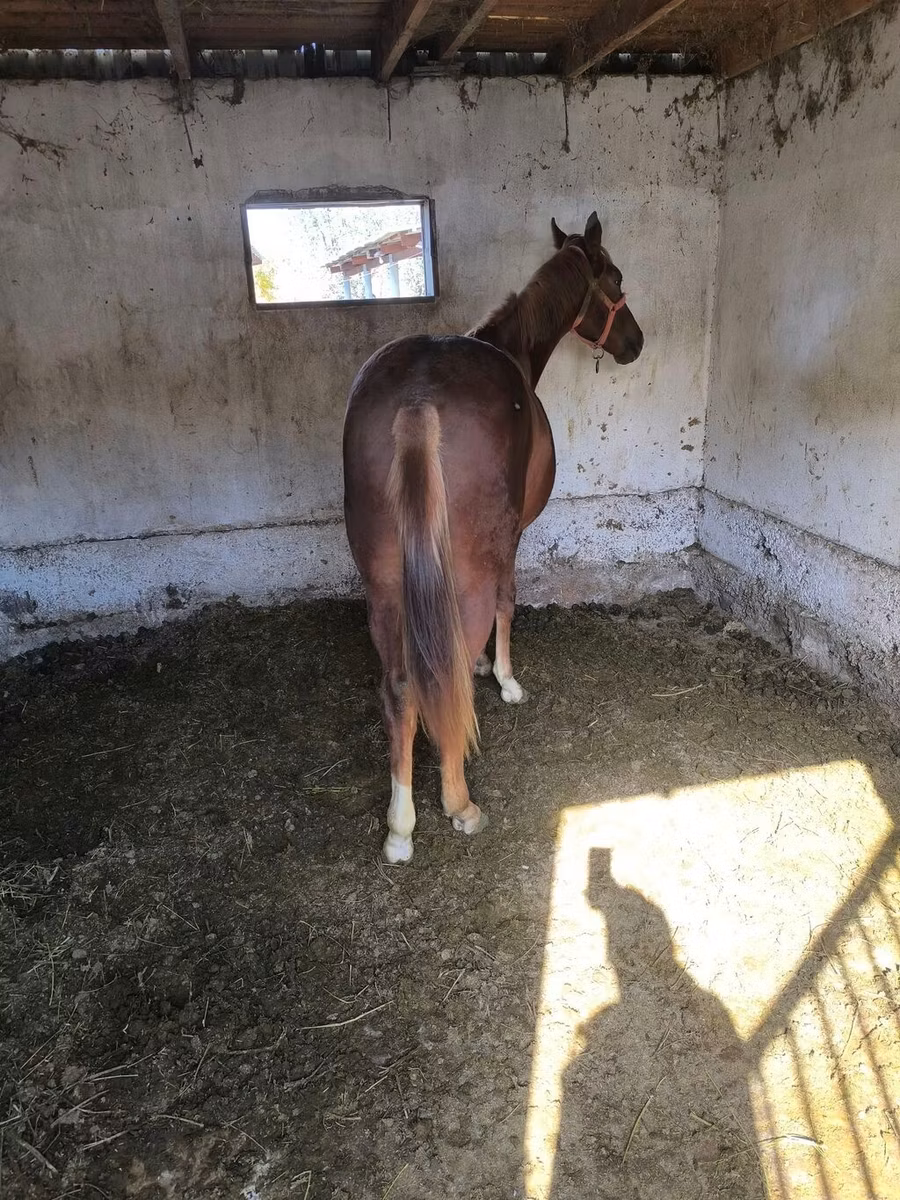 Thoroughbred horse
