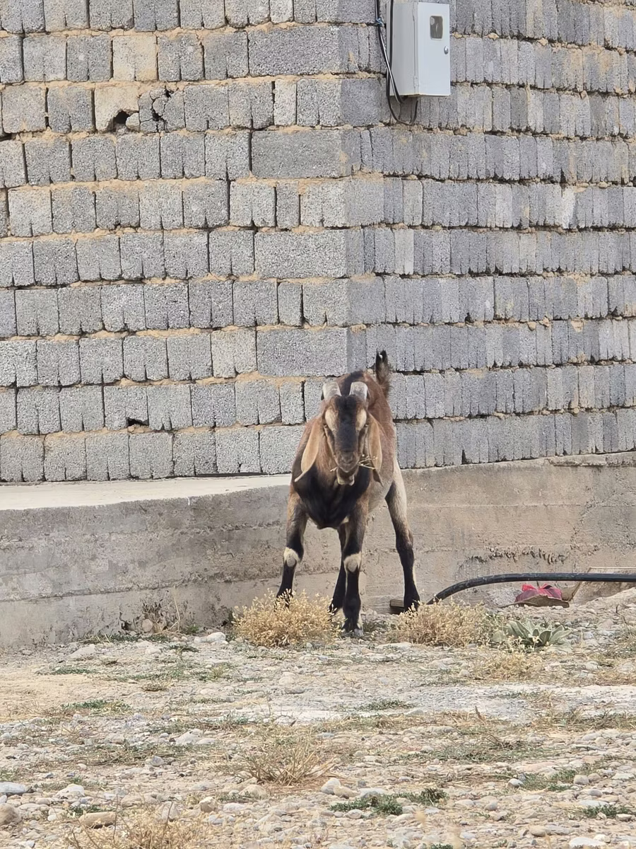 Nubian Goat