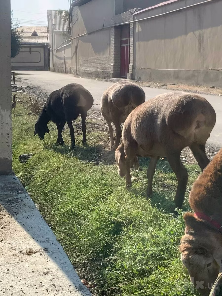 Arashan sheep