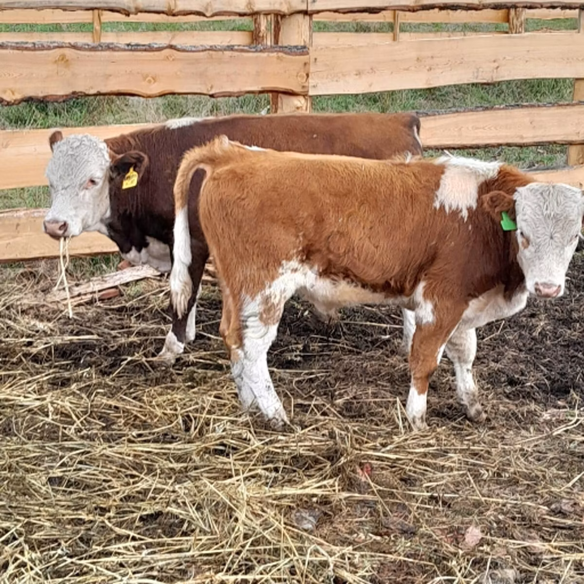Aberdeen-Angus