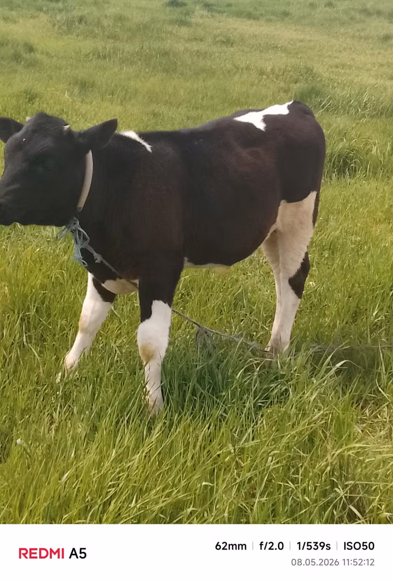 Holstein breed