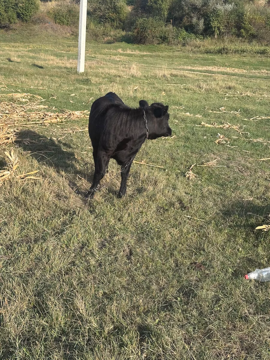 Razza bovina