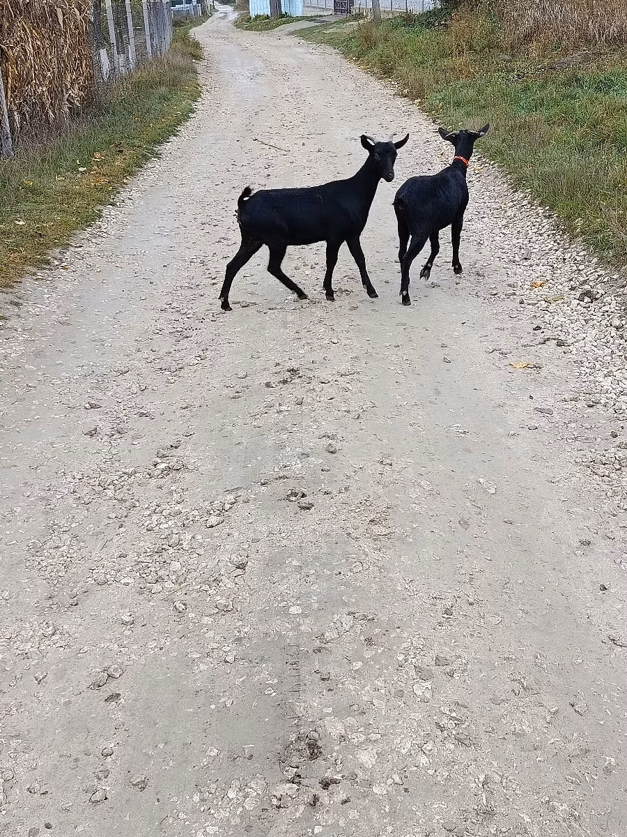 Murcia-Granada goats