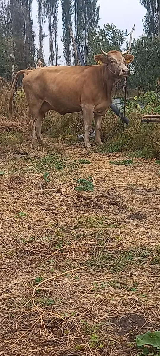Swiss cattle