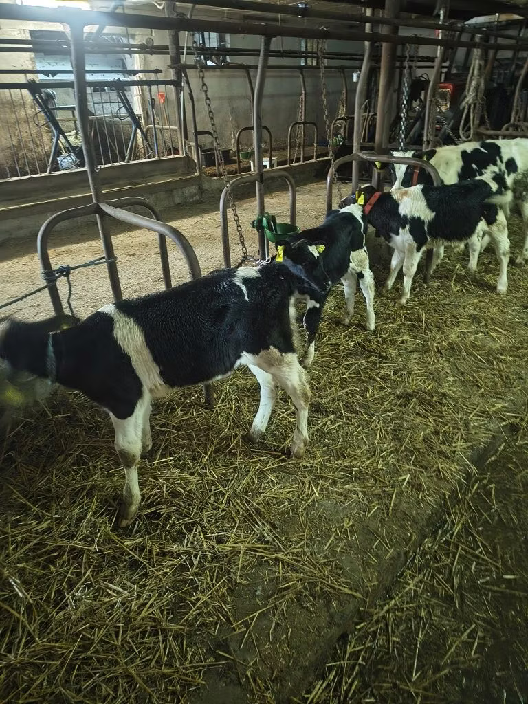 Rasa Holstein