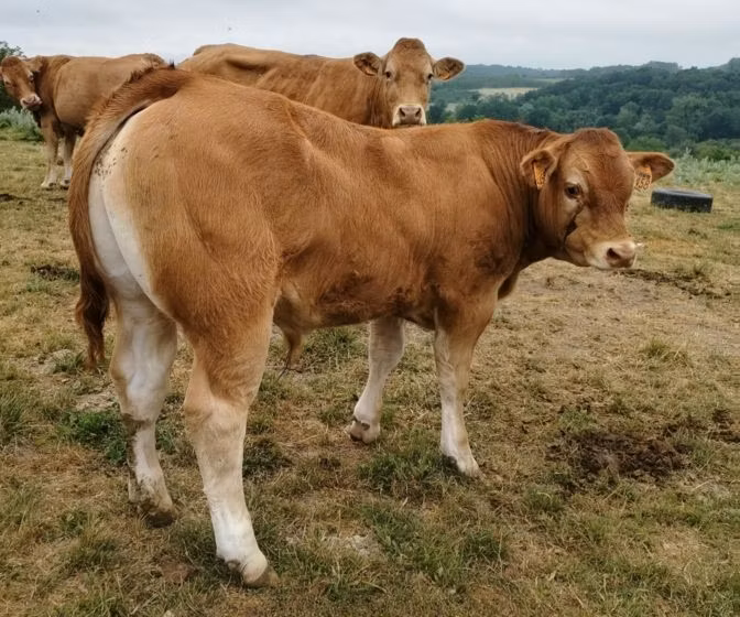 Limousin cow