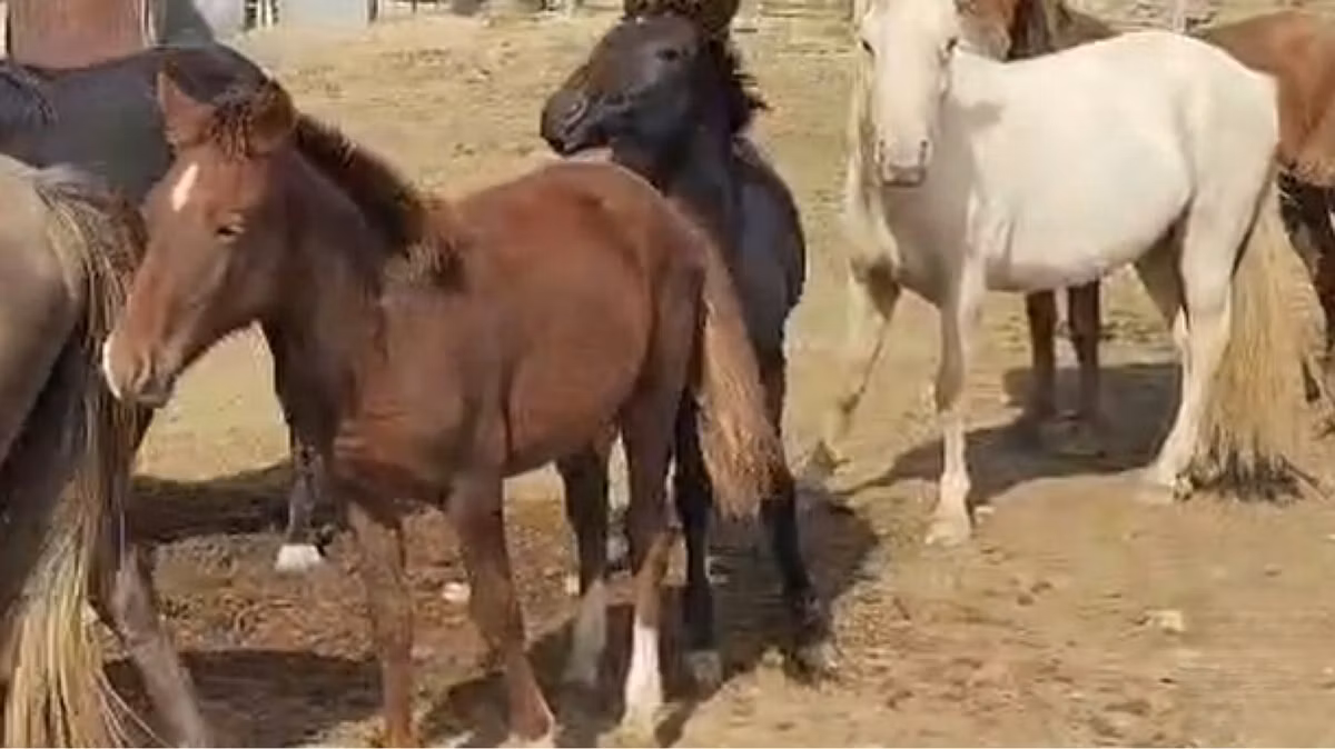Kazakh horse